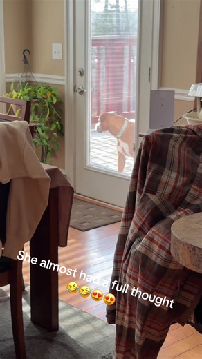 #boxador #boxer #fyp #saweetie