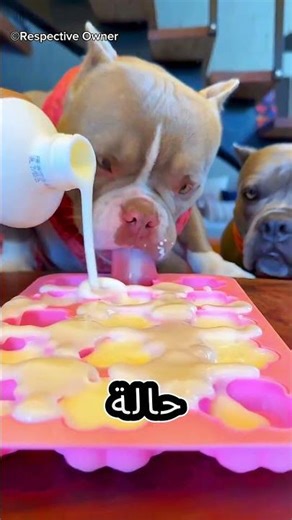 المالك حضّر طعامًا مميزًا ولذيذًا للكلاب 🐶🍽️😋