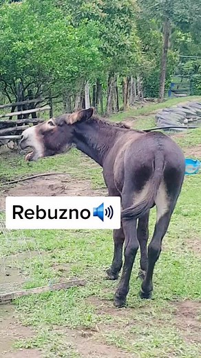 Ayling Peña on TikTok