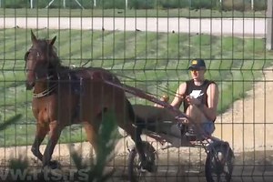 Jokić stigao u Srbiju, odmara u Somboru i tera konje na hipodromu