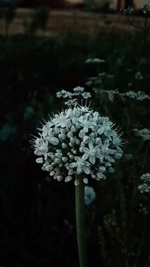 Free Stock Footage 4K 🎥 No Copyright | Cinematic Clips | Editors! Get FREE Cinematic Footage |#free