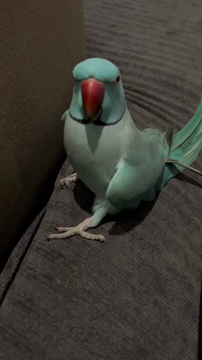 Zazu has a message for you 🐦💙🥺 (Zazu Merch link in bio) #tiktokaustralia #tiktok #trending #zazu #indianringneck #cute #love #nature #vibes #chill #sweet #petsoftiktok #pet #animals #birds #funny #meme #blue #bluechicken #aww #beautiful #ily #iloveyou #mwahh #bluebird #indianringneckparakeet #cutiepie #beautiful #nature #tiktoktrending