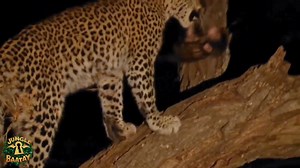 Tiger is Protect Baby Monkey #wild #junglekeybaatay | Jungle Key Baatay