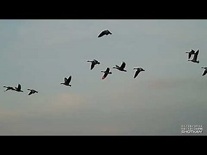 Goose Shooting, last flight of the 21/22 season