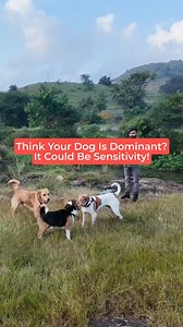 Sensitive dogs can become dominant if we don't have the knowledge of it. Is your dog sensitive as well? | Oh My Dog