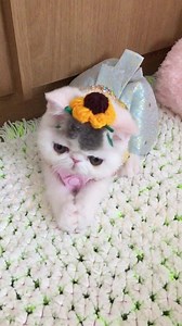 303K views · 1.3K reactions | Happy Animals on Reels | Facebook