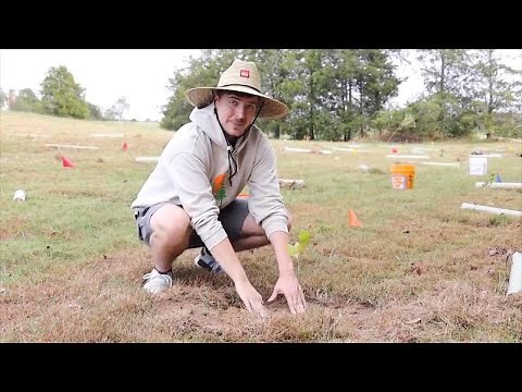 How MrBeast Is Saving the Planet Through #TeamTrees