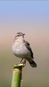 Rufous tailed scrub robin | LEBOK KICAU