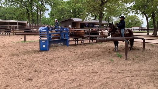 Seasoned Heel Horse For Sale ,11yr Gel. Ready to go jackpot and rodeo . He is forgiving and easy to catch on . Great to be around super nice solid horse ! Located in Morgan mill Tx More videos in comments . | Becker Performance Horses