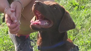Baxter's caretaker faces civil charge in connection with service dog's death