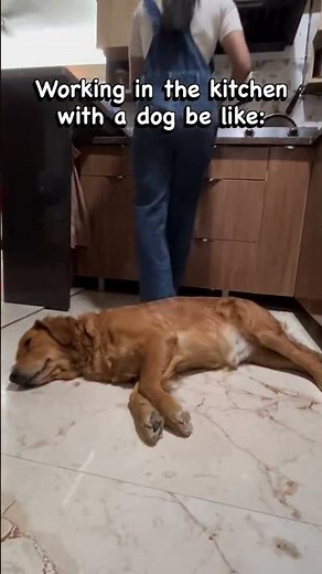 Cooking With a Dog Means Cooking With a Full-Time Supervisor Who Works for Scraps