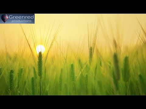 Lower Your Heart Rate with Relaxing Music, Deep Meditation Music for Relaxation, Stress Relief Music