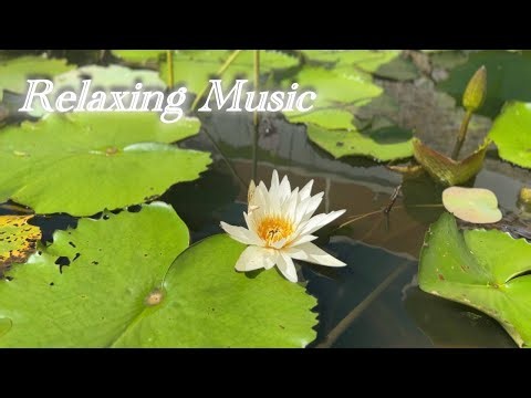 Relaxing Music 🎵 Natural Sound 🌙 Sleep Music💫 Spa Music & Meditation🧘‍♀️🧘‍♂️