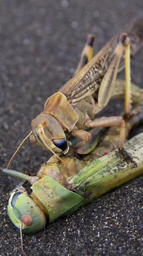 55K views · 1.4K reactions | The Strange Behavior of Grasshopper #grasshopper #locast #strangeanimals #animalbehavior | Unsolved Mysteries & Paranormal Activities | Facebook