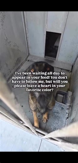 15K views · 2K reactions | The shelter’s entire file on Zeus contains...