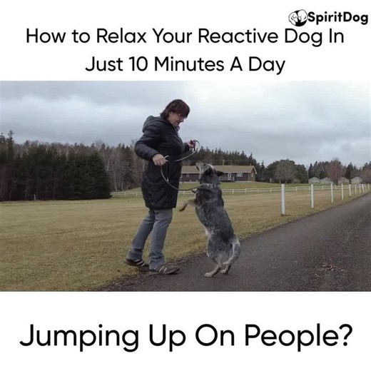 Steffi Trott on Instagram: "Here’s how we make your dog’s reactivity old news. Here’s how we create a calmer and more relaxed dog. Here’s how we can start enjoying our dogs again. We designed a unique, online training program to help dog owners around the world. With over 51,273 students, we are reaching committed and dedicated dog owners, just like you. Using up-to-date, science-based training methods that focus on a kind and effective training method called counterconditioning, we are able to 
