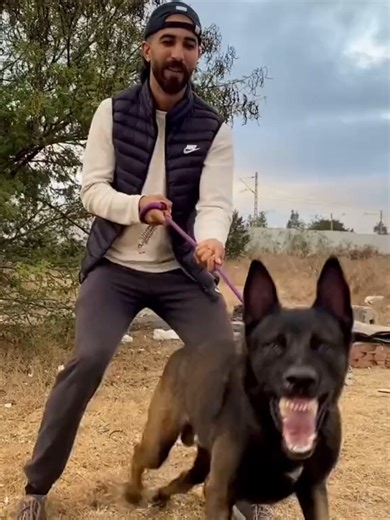 Le Malinois : Le Chien de Combat le Plus Entraîné