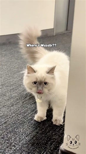 Cookie on hallway pawtrol 🍪😸