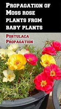 Portulaca growing, Moss Roses, 9 o clock flowers #shortvideo #flowers #youtubeshorts #diy
