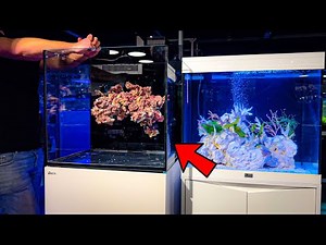Building a Floating Reef Inside a Reef Aquarium