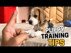 Beagle Puppy Training: 12 Tips from a Dog Trainer