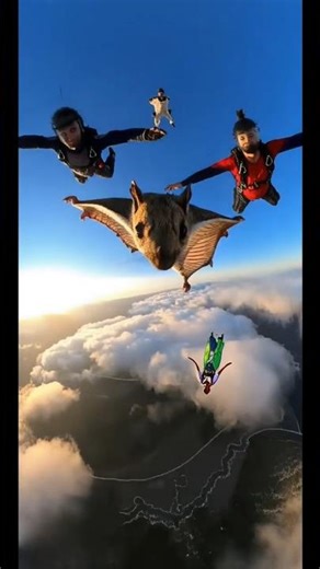 Cute Flying Squirrel Enjoys Skydiving with Humans in USA