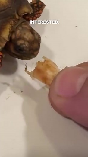 #redfoottortoise #redfoot #tortoise #reptile #reptiles #reptilekeeper #reptilelover #reptilesofinstagram #pet #pets #petsofinstagram #animal #animals #feeding #daily #instagram #tiktok | Black Lake Reptiles