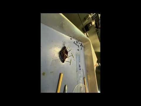 Grasshopper dissection