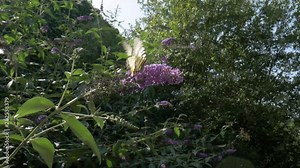 Gorgeous medium shot of a butterfly on a flower, shot at 50 frames per second.