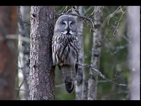 Strix nebulosa (Great grey owl) 1. Mating calls of male
