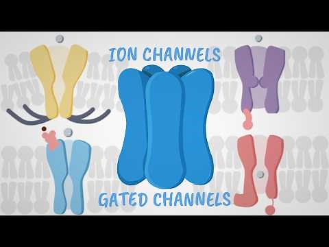 Ion Channels Explained With Fun Animations!