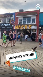 The seagull had his eyes on that slice! | ViralHog