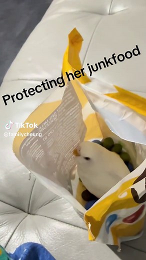 Understanding Parakeet Behavior and Care