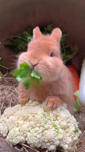 🧭 🧘 🐬 The Sound Of A Little Rabbit Eating Celery Is So Healing Rabbit Cute Pet Debut Plan #The #S