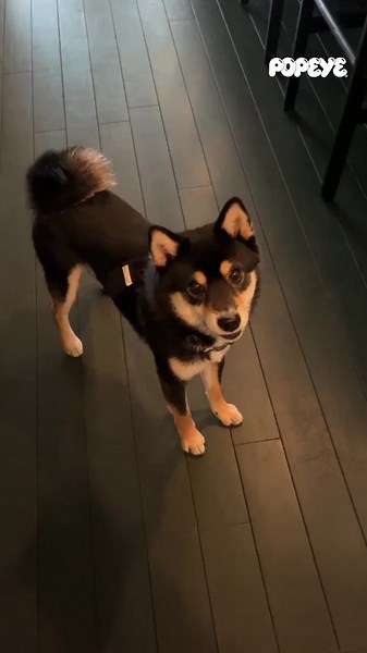 STUDIO MULEの看板犬とマッケンローの魅力