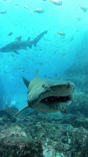 Girl's Unbreakable Bond with Snooty the Lemon Shark