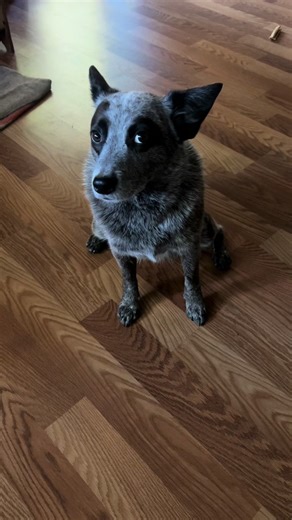 Sutter And Cam (@sutterandcam)’s videos with Sugar, We're Goin Down - Fall Out Boy