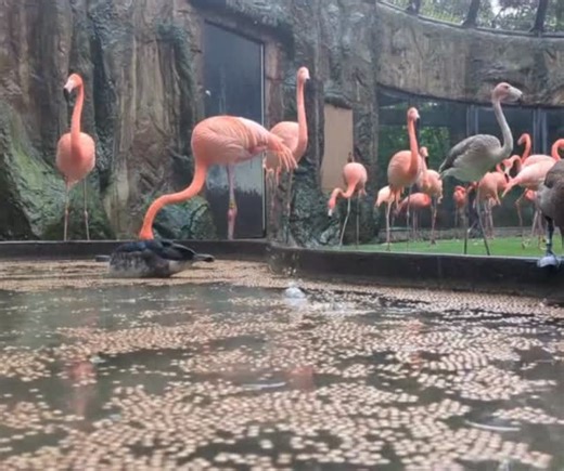 SacramentoZoo on Instagram: "Some tranquil rain sounds from inside the flamingo dome 🦩🌧️ Sort of like a spa, with a lot more... honking and quacking."