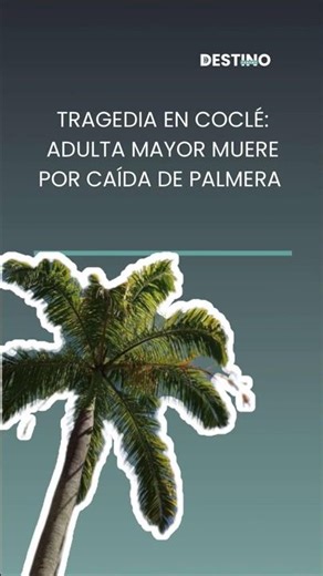 Tragedia en Coclé: adulta mayor muere por caída de palmera. #panamá