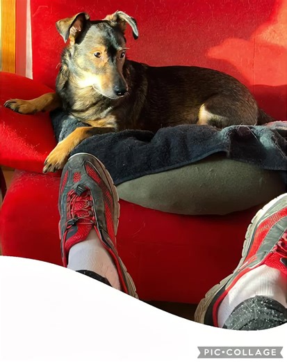 Die Roboter sind los😍💖😍#fy #hund #roboter @The Dark Void