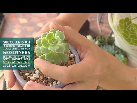 Succulents 101- A Care Primer for Beginners with Sucs for You!