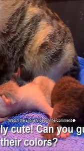 5 Newborn Kittens Have a 2nd Chance to Live After Being Rescued | Welcome to This World | Baby Cat