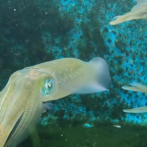 Squid have been observed camouflaging into their environment for the first time. While it was well known that octopuses and cuttlefish are able to match the color of their skin to their surroundings, this behavior had never before been observed in squids. The oval squid in this clip starred in a study where researchers left half a tank to develop algae while the other half was clean. Video footage revealed that the squid would change color to camouflage into the background, turning light in the 