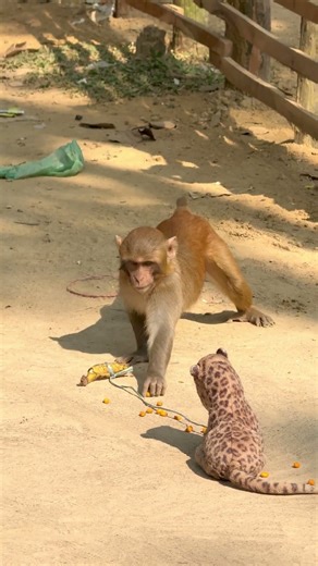 The monkey gets extremely scared after seeing the tiger! 😨🐒