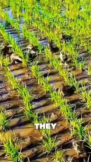 The Farmer Who Replaced Workers with Ducks