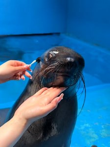 Discover the Unique Sea Lion and Walrus Hybrids