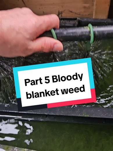 Effective Blanket Weed Management in Koi Ponds