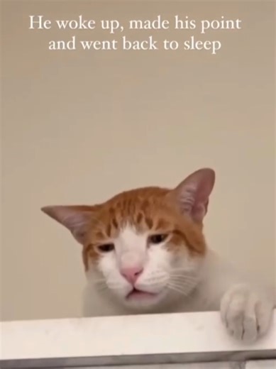 🧡🍁🤎 #comedy #cat #fy #fyp #catlover