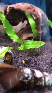 Yellow rabbit snails, red crystal shrimp and orange sunkist shrimp enjoying cucumber. Notice the baby yellow rabbit snails. (Please watch in HD if available) | Drop-Off Aquatics