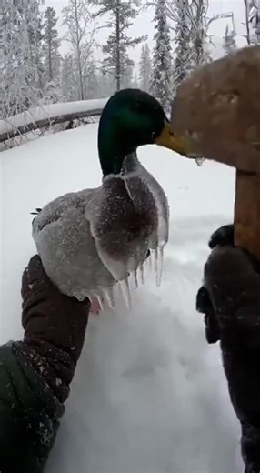 Rescuing a Frozen Duck! 🦆🔨 This poor mallard was trapped in ice! Watch as I carefully break the ice off to set it free. It's amazing how quickly it ran off once it was free. Make sure to like, comment, share, and save this heartwarming rescue! Follow for more wildlife adventures! ❄️ #duckrescue #wildliferescue #animalrescue #freezing #winterwonderland #mallard #animalsoftiktok #natureismetal #wholesome #gooddeed #wildlifephotography #snowday #coldweather #cuteanimals #rescue